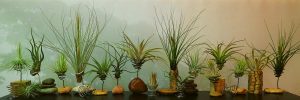 Tillandsias ejemplos de soportes