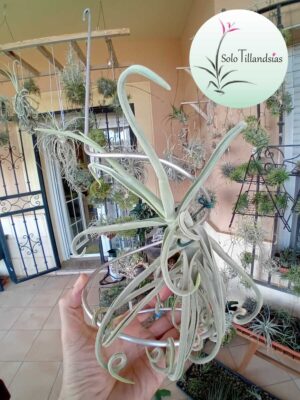 Duratii var. saxatilis - S+