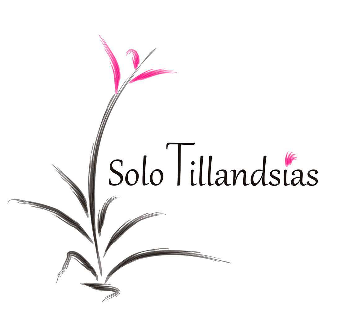 Solo Tillandsias