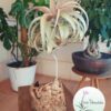 Xerographica L