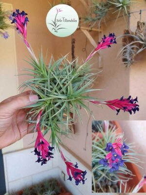 Aeranthos colonia