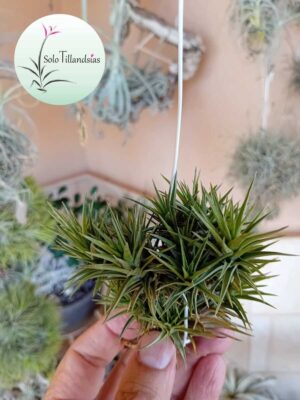 Aeranthos bronze "small form" - Colonia
