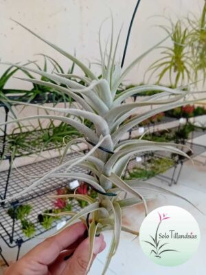 Albida L