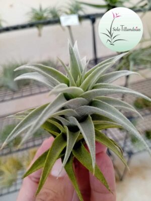 Edithae