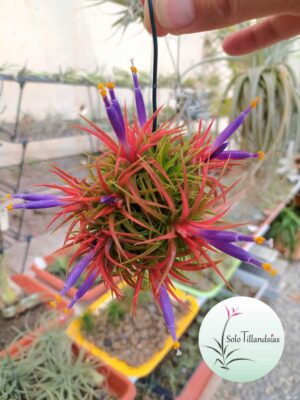 Ionantha huamelula -Colonia