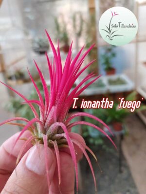 Ionantha fuego