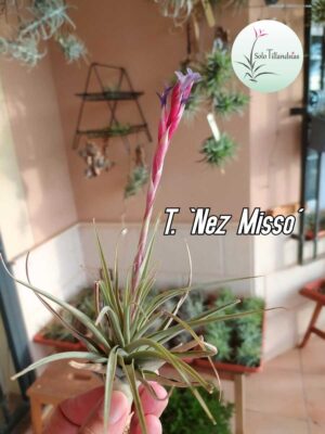 Nez Misso