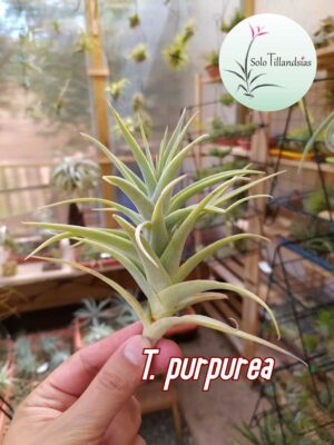 Purpurea M