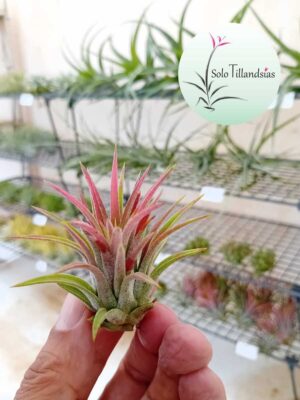 Ionantha red marble -M