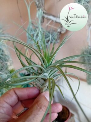 Tenuifolia