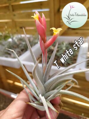 White Star (ixioides x recurvifolia)