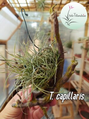 Capillaris - Colonia M